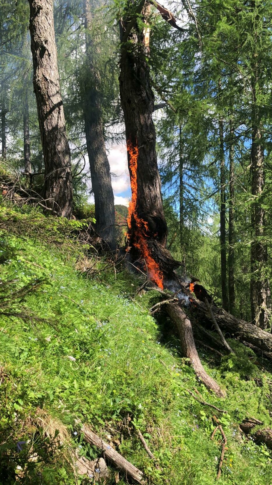 CORPO FORESTALE: INTERVENTO PER UN PRINCIPIO DI INCENDIO.