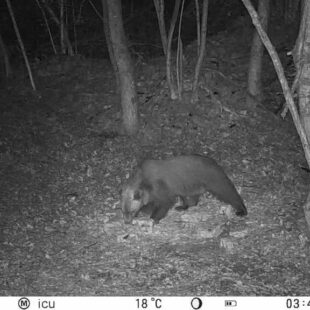 Un orso di passaggio nel Basso Feltrino, l’animale è stato fototrappolato sul Monte Roncon