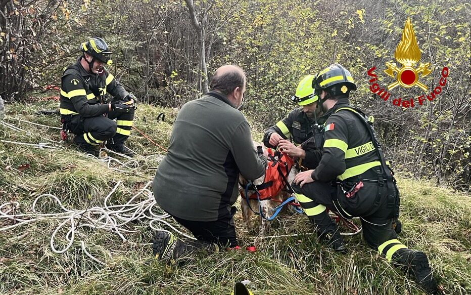 PASSO SAN BOLDO, CANE CADE IN UN BURRONE, SALVATO DAI VIGILI DEL FUOCO